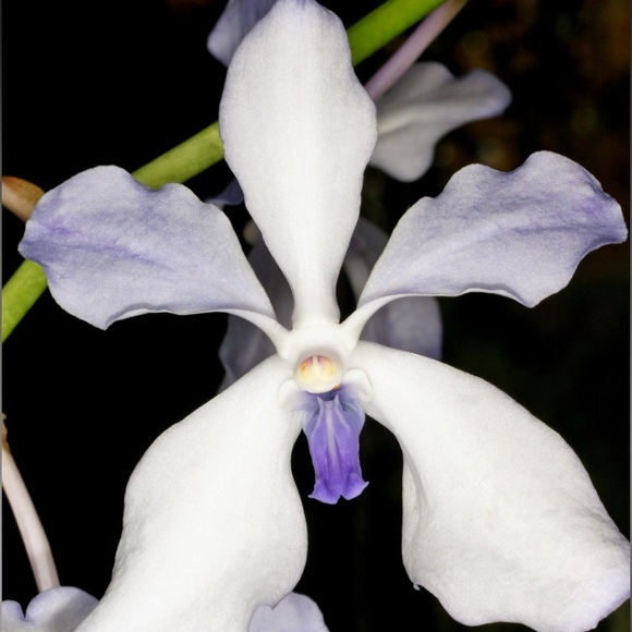 💥Like this listing! @EXOTIC_ORCHID LIVE! Save $$🤑 Women’s Plus size 1X-6X - Picture 5 of 13